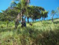 /album/especialidade-de-amigos-da-natureza-/aven-003-jpg/